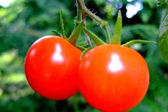 Faydalı tərəvəz bitkisi pomidor